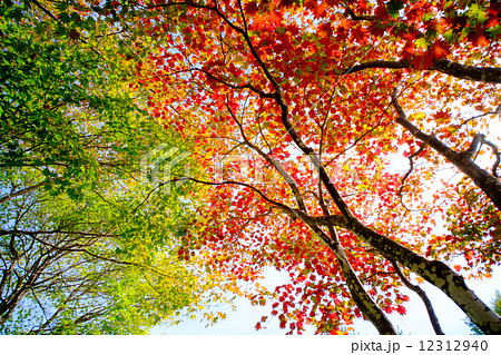 緑から赤へ紅葉するモミジの写真素材