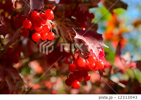 Red berries of Viburnum Red berries of Viburnum 12313043