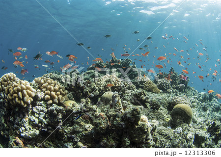 陽光降り注ぐ海底の風景 12313306