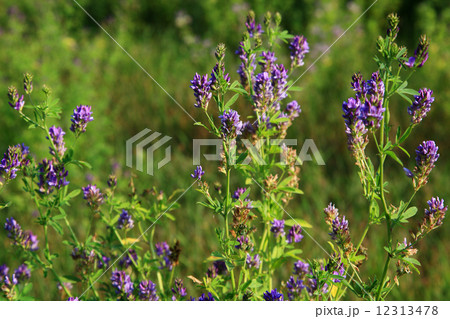 Blue flowers in the meadow. Blue flowers in the meadow. 12313478