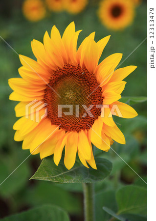 Sunflowers in the field. Sunflowers in the field. 12313479