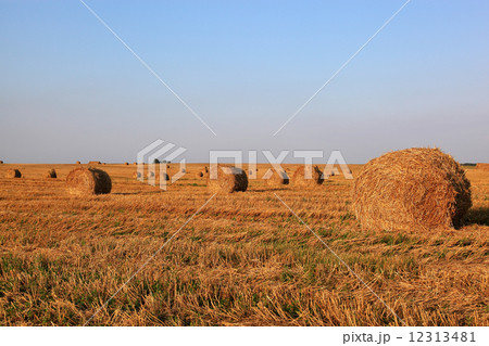 Field with rolls of hay in a beautiful sunset. 12313481