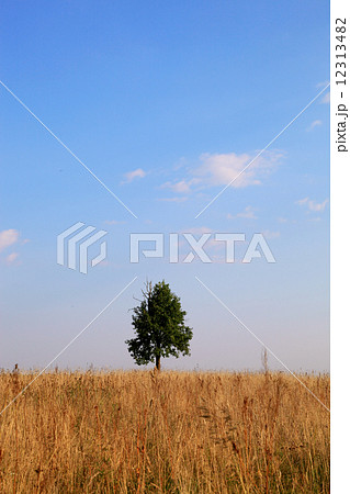 Lonely tree on a meadow. Landscape. Lonely tree on a meadow. Landscape. 12313482