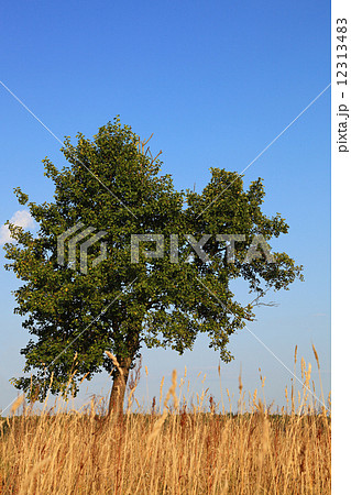 Lonely tree on a meadow. Landscape. 12313483