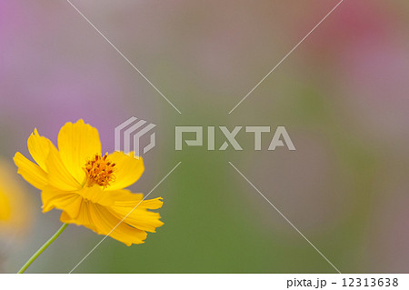 コスモス コスモス 12313638