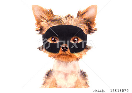 super hero puppy dog super hero puppy dog 12313676