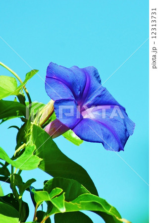 夏の花 生命力にあふれた自生のセイヨウアサガオの花 青空バック縦位置の写真素材