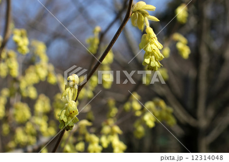 ヒュウガミズキ ヒュウガミズキ 12314048