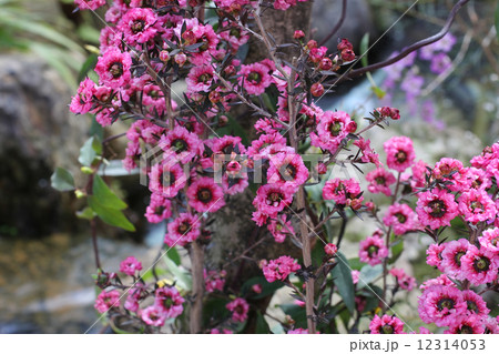 ギョリュウバイ 12314053