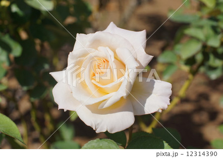 バラの花 12314390