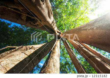 Sunny rainforest with giant banyan tropical tree. Cambodia Sunny rainforest with giant banyan tropical tree. Cambodia 12315182
