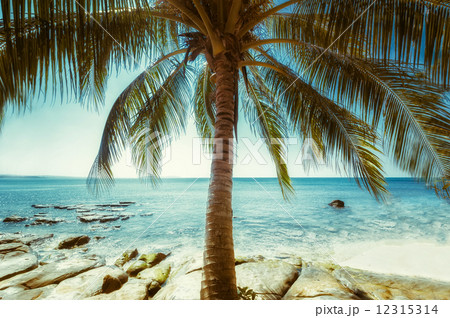 Beautiful sunny day at tropical beach with palm tree Beautiful sunny day at tropical beach with palm tree 12315314