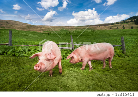 Cute pigs grazing at summer meadow at mountains pasturage Cute pigs grazing at summer meadow at mountains pasturage 12315411
