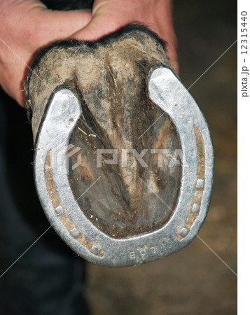 Horse hoof Horse hoof 12315440