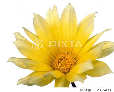 Yellow flower Yellow flower 12315843