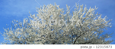 Blossoming tree Blossoming tree 12315873