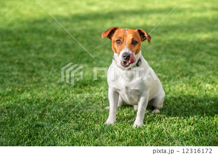 jack 12316172