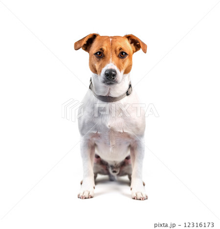 jack 12316173