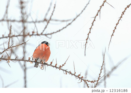 bullfinch 12316186