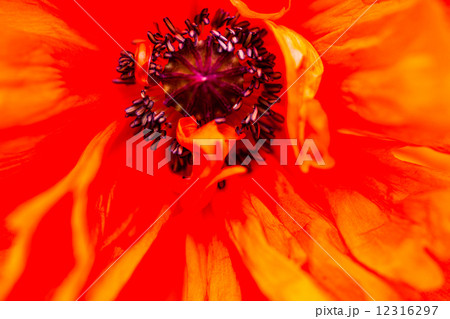 Closeup of the blooming red poppy flower 12316297