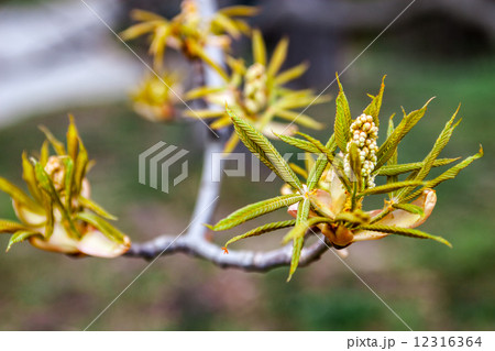 Chestnut flower buds Chestnut flower buds 12316364
