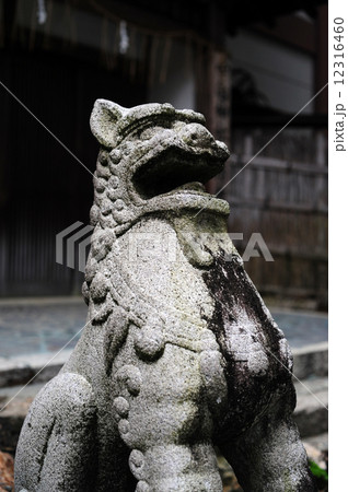 宇治神社の参道狛犬 12316460