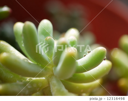 雨上がりの乙女心 12316498