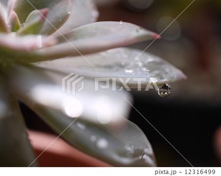 雨上がりの初恋 雨上がりの初恋 12316499