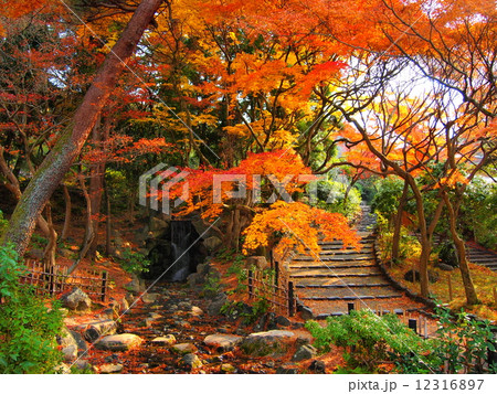 円山公園の紅葉 12316897