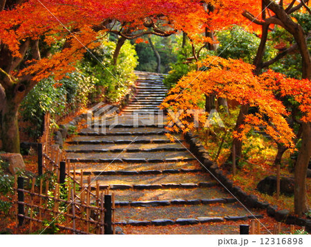 円山公園の紅葉 12316898