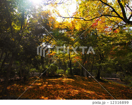 円山公園の紅葉 円山公園の紅葉 12316899