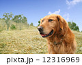 山を登っても余裕ぶっこいているゴールデンレトリバー撮影時13歳です 12316969