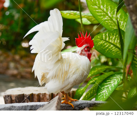 Chicken rooster Chicken rooster 12317040