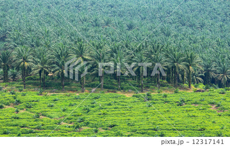 Oil plam plantation 12317141