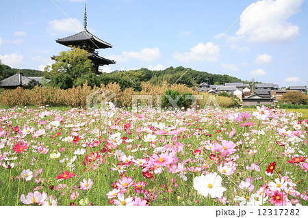 コスモス咲く斑鳩の里 コスモス咲く斑鳩の里 12317282