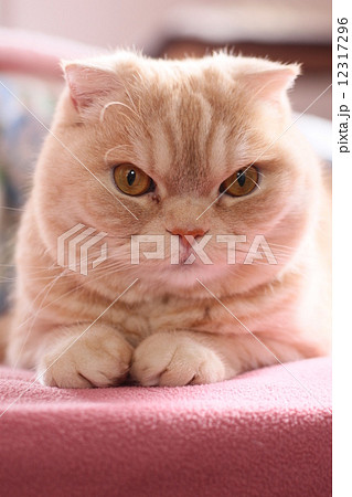 猫の顔 猫の顔 12317296
