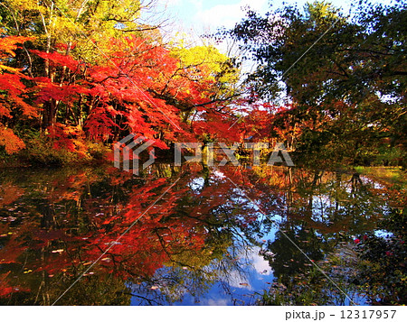 京都府立植物園の紅葉 12317957