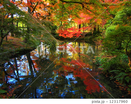 京都府立植物園の紅葉 12317960