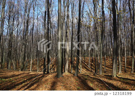 Shade from the sun in the autumn forest. 12318199