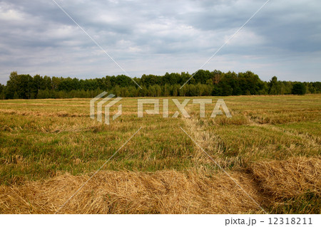 Mown wheat field and sky with thunder clouds. 12318211