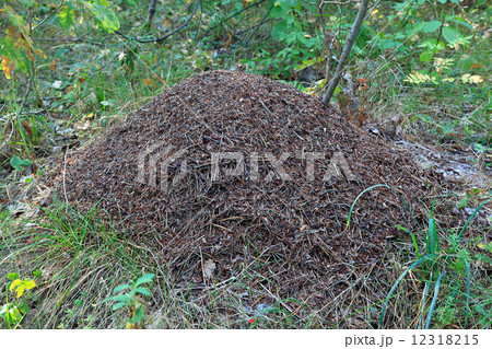 Anthill in the deciduous forest. 12318215