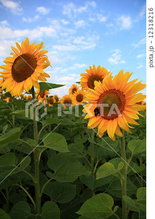 Sunflowers in the field against the blue sky with clouds. Sunflowers in the field against the blue sky with clouds. 12318216