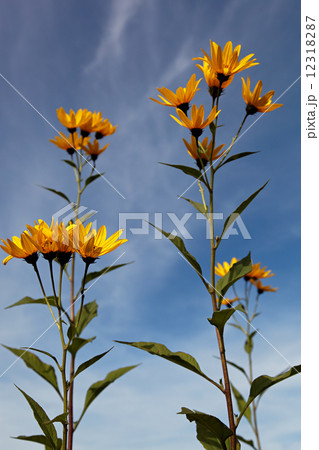 Yellow topinambur flowers (daisy family) against blue sky Yellow topinambur flowers (daisy family) against blue sky 12318287