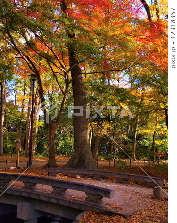 糺の森の紅葉 糺の森の紅葉 12318357