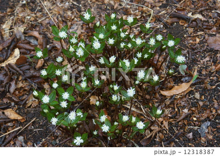 一人静　ヒトリシズカと申します。 12318387