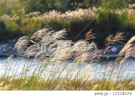 秋の風景 12318529
