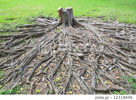 cutting died of banyan tree stump with root in green field 12318606