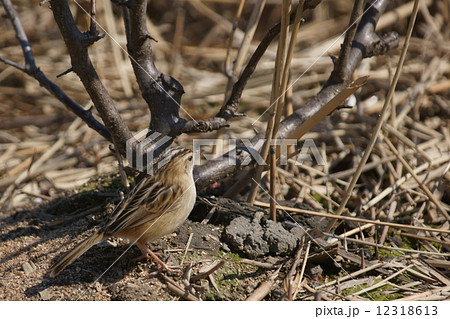 雪加 セッカで~す。 チィッコイんです。 雪加 セッカで~す。 チィッコイんです。 12318613