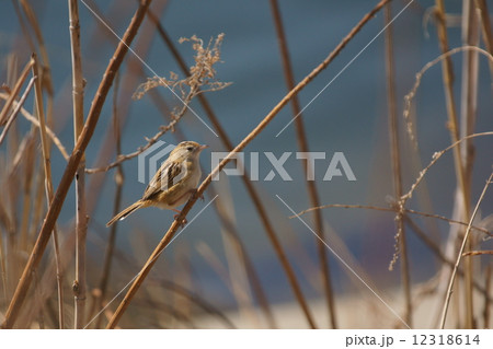 雪加　セッカで～す。　チィッコイでしょ。 12318614