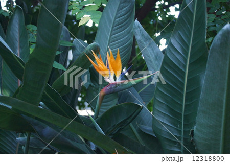 極楽鳥花　ストレリチアとも呼ばれています。 12318800
